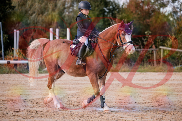 2026_10_03_Siefer-Hof_144325_Z81_17033780 | Professionelle Reitsport-, Turnier- und Eventfotografie von Robert Broda. Galerien mit ausgewählten und bearbeiteten Bildern direkt online ansehen und bestellen.