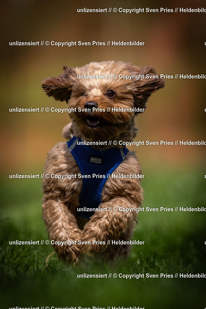 Sven Pries | 2025-04-13 - Hunderennen Baden-Baden - Realisiert mit Pictrs.com