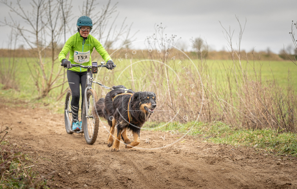 DV3A1564 | Hundefotografie, Tierfotograf, Pfotenfotografie, Fotoshooting Hund, Hunde Portrait, Hundesport, Hundeportraits, Heideshooting, Hunde, Sportfotograf, Hundefotograf, Turnierhundsport, THS,  - Realisiert mit Pictrs.com