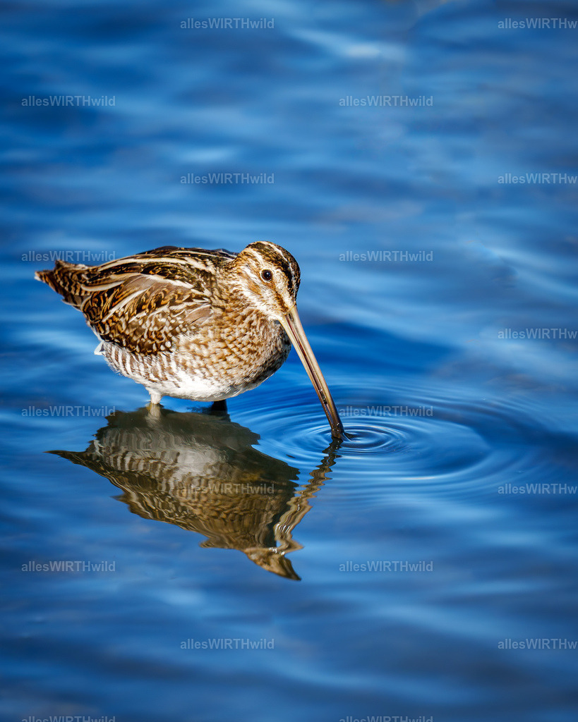 Daniel Wirth - www.allesWIRTHwild.de -7IV04832-2 | Entdecke die faszinierende Welt der Natur- und Wildlife-Fotografie von Daniel und Bärbel. Inspirierende Bilder von wilden Tieren und kleinen Naturwundern.