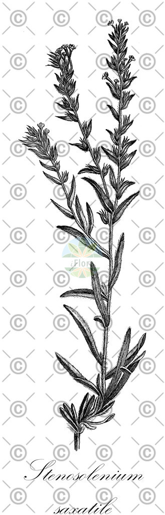 HistAbb_wfo-0000901611_1_ENZY_Simple | Historische Abbildung von Stenosolenium saxatile - Boraginaceae | Historical Illustration of Stenosolenium saxatile - Boraginaceae