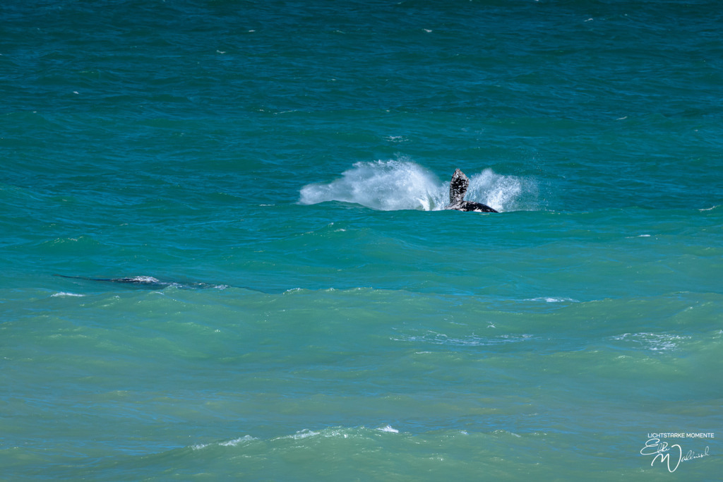 20231001-143316 SOUTHAFRIKA_-2-1 | Herzlich willkommen auf meiner Seite! Ich bin Elke Wallnisch, Deine Fotografin für lichtstarke Momente. Der Name steht für alles, was mich mit der Fotografie verbindet: Das Licht und seine machtvolle Wirkung auf eine Situation oder unsere Stimmung - Realisiert mit Pictrs.com