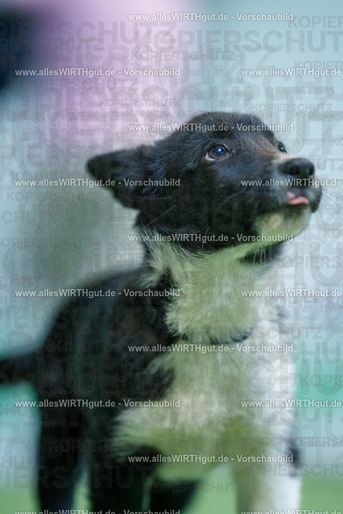 @allesWIRTHgut_Tierfotografie - www.allesWIRTHgut.de - 2604251312-7R503676 | Professionelle Tierfotografie in Mönchengladbach von Daniel Wirth (allesWIRTHgut). Liebevolle & natürliche Bilder von Hunden & Katzen für unvergessliche Erinnerungen.