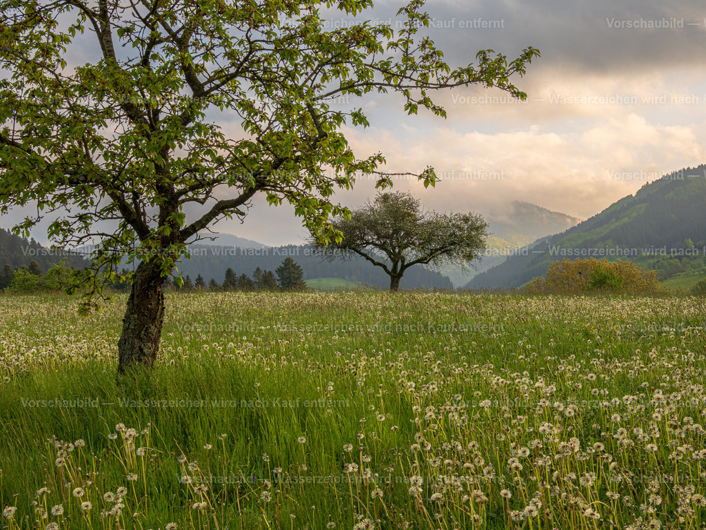 Frühling im Schwarzwald | an einem Morgen im Kinzigtal - Realisiert mit Pictrs.com