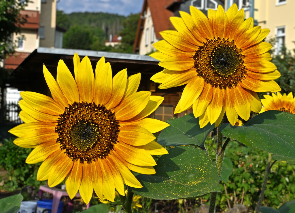 Sonnenblume03-260804 | greenwatching-with-luci - Realisiert mit Pictrs.com