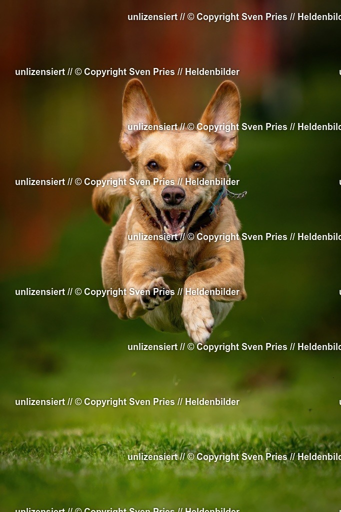 Sven Pries | 2024-09-22 - Hunderennen Baden-BadenPudelverein - Realisiert mit Pictrs.com