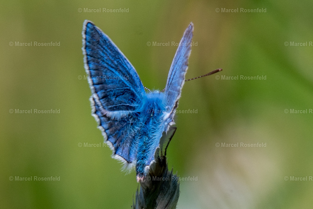 _DSC4821 | foto-rosenfeld
