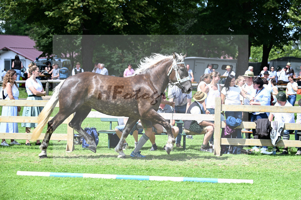 Kat-Nr. 72 Galinka v. Nero_Zollhauser_22241283 | hf-fotografie - Realizzato con Pictrs.com