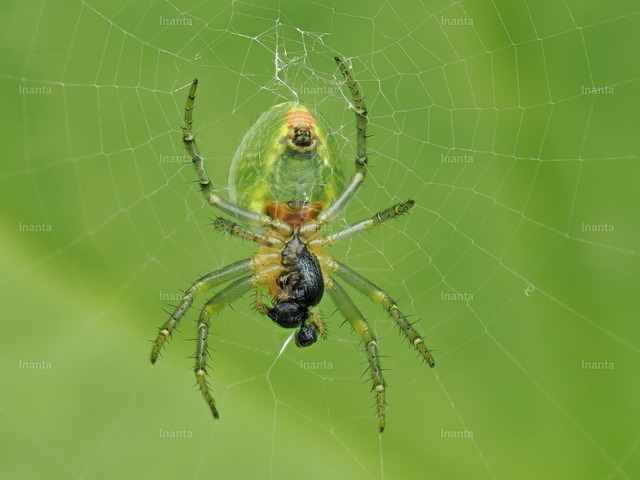 Kürbisspinne (Araniella cucurbitina) | Inanta - Realisiert mit Pictrs.com