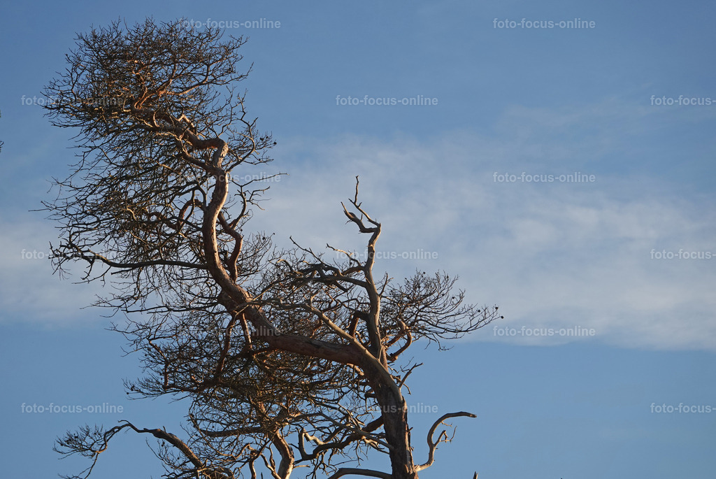 Wind-swept trees in late autumn | foto-focus-online