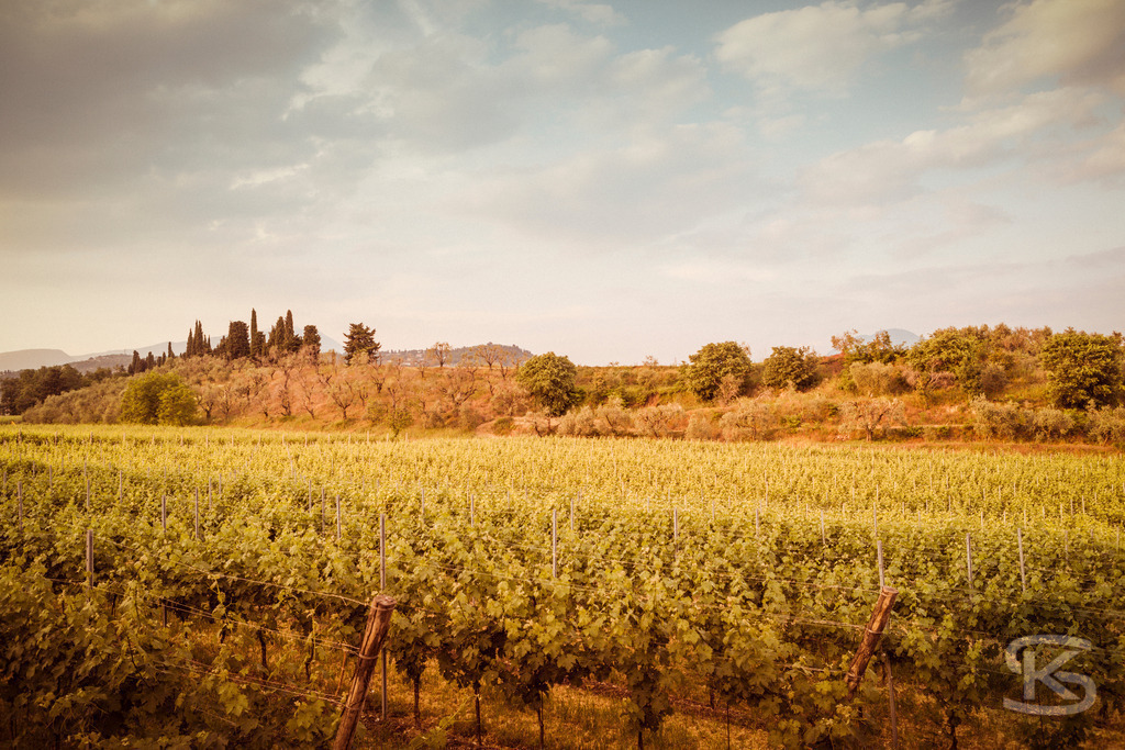 Idyllische Weinberge in der Region Bardolino, Italien | Tauchen Sie ein in die idyllische Landschaft der Weinregion Bardolino, mit weiten Reihen von grünen Weinreben im Vordergrund. Das Bild fängt die malerische Hügellandschaft, Zypressen und die warme Stimmung der italienischen Region ein. - Realisiert mit Pictrs.com
