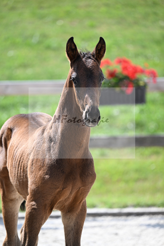 Kat-Nr. 43 Va Bene x De Niro_HF_Sommer_15251089 | hf-fotografie - Realizzato con Pictrs.com