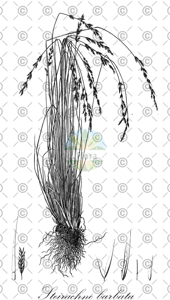 HistAbb_wfo-0000435203_1_ENZY_Simple | Historische Abbildung von Steirachne barbata - Poaceae | Historical Illustration of Steirachne barbata - Poaceae