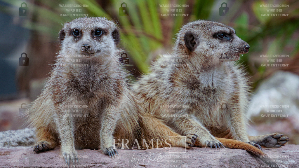 Erdmännchen | Frames by Niels – Fotograf aus Wassenberg (Nähe Mönchengladbach). Natürliche Fotos von Menschen, Tieren, Produkten und Architektur. Outdoor-Shootings & professionelle Prints direkt im Shop bestellen oder vor Ort buchen. - Realisiert mit Pictrs.com