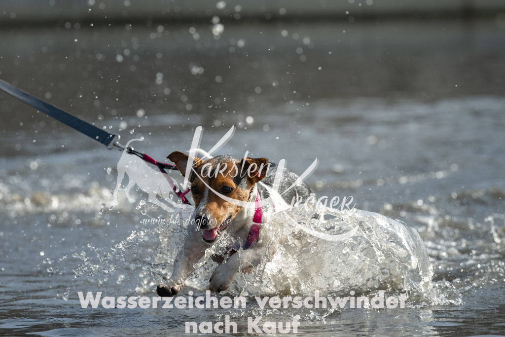 1205_ZZ98144 | kk-dogfotos