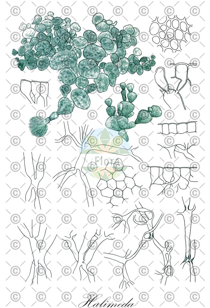 HistAbb_wfo-0000714907_1_ENZY_Simple | Historische Abbildung von Halimeda - Halimedaceae (0) | Historical Illustration of Halimeda - Halimedaceae (0)