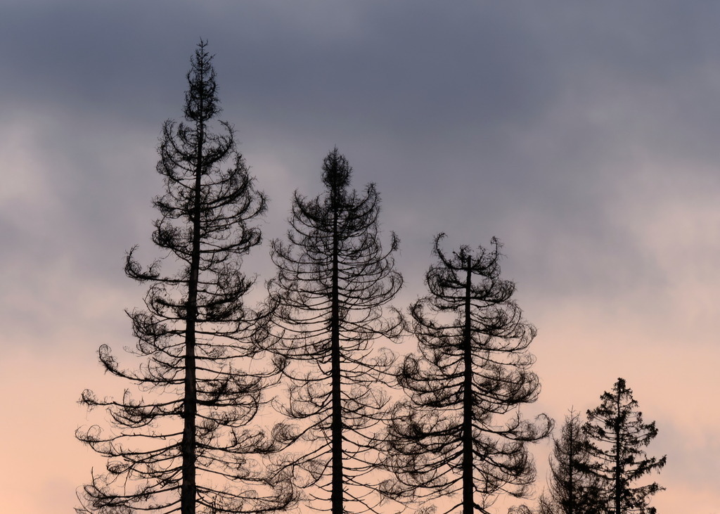Leblos in den hohen Kronen | Deine Wipfel wohnen der Erde fern im kahlen Abendrot. - Realisiert mit Pictrs.com
