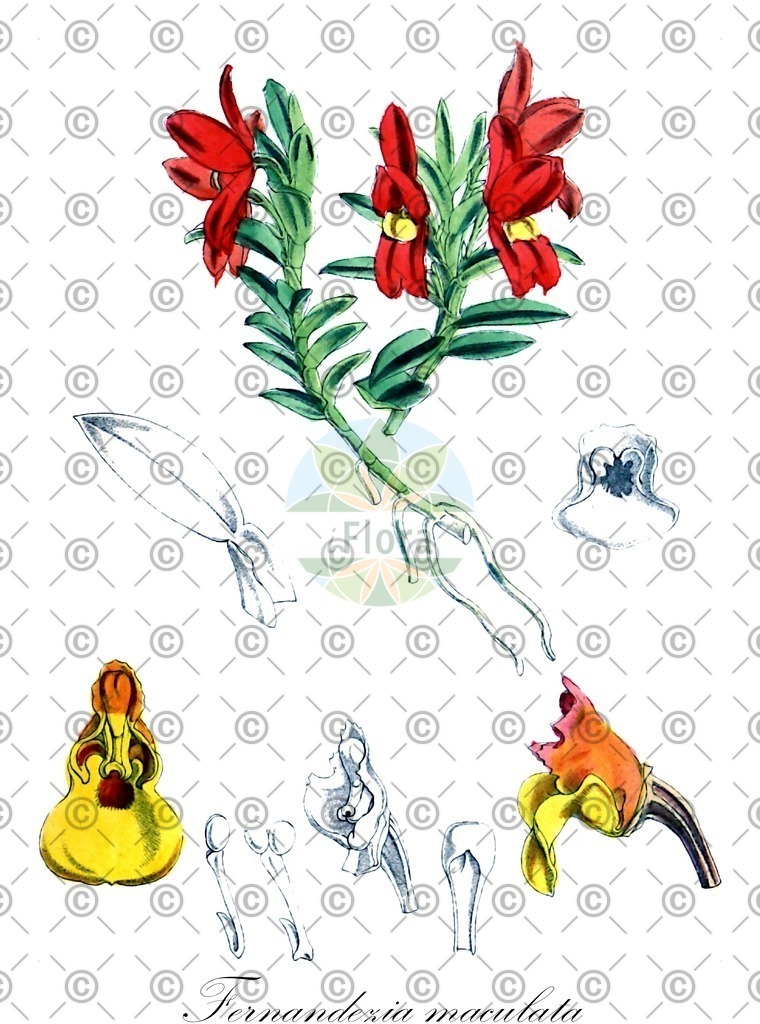 HistAbb_wfo-0000417731_1_ENZY_Simple | Historische Abbildung von Fernandezia maculata - Orchidaceae | Historical Illustration of Fernandezia maculata - Orchidaceae
