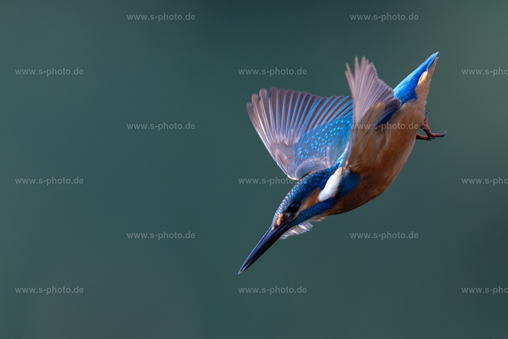 Eisvogel | ...auf der Jagd nach Nahrung - Realisiert mit Pictrs.com