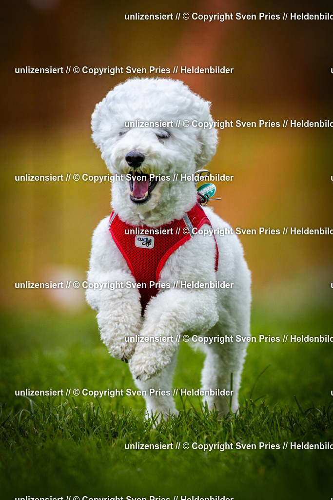 Sven Pries | 2025-04-13 - Hunderennen Baden-Baden - Realisiert mit Pictrs.com