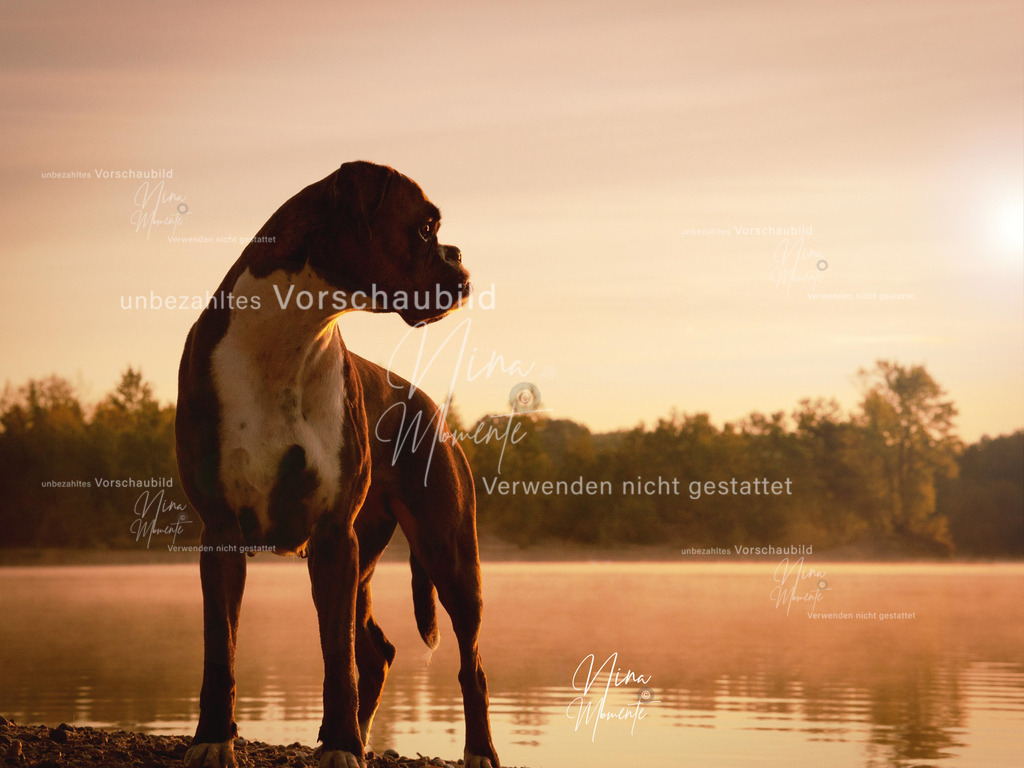 _16A9727-1 | Einzigartige Fotos von Hunden & Menschen –Actionfotos, Portraits, Vereinsaufnahmen & Paarshootings – authentisch, lebendig & mit Herz.