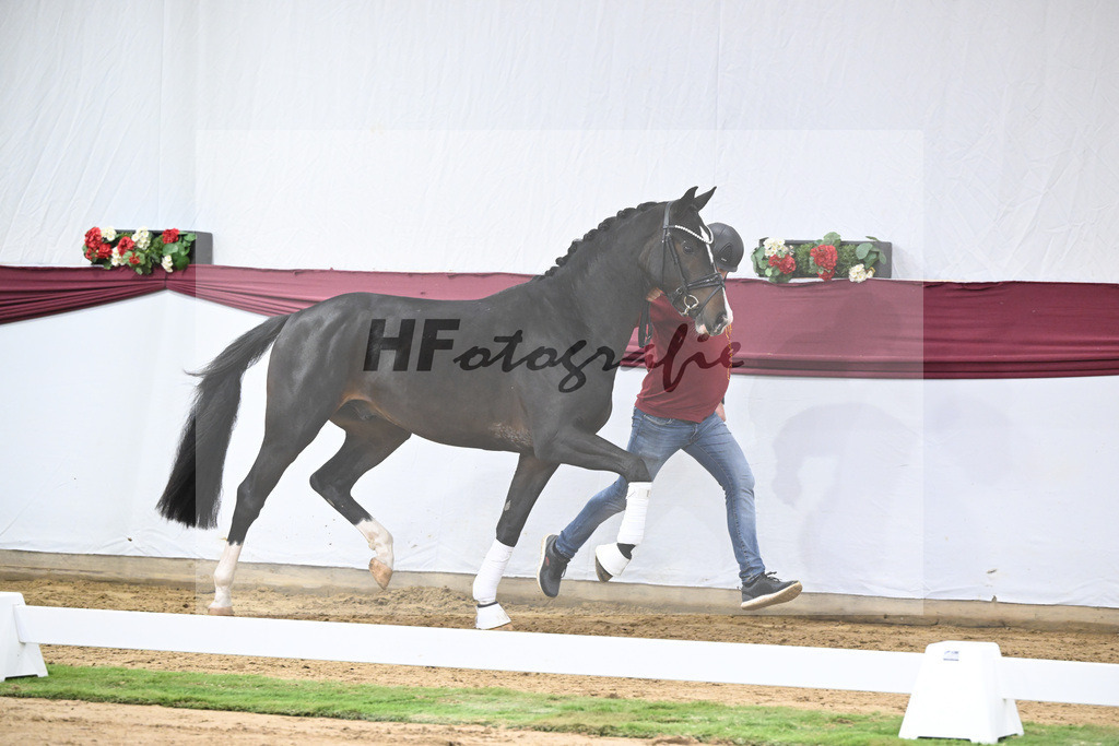 Kat-Nr. 33 Negro x Quaterback_Stefan Holtwiesche_47251123 | hf-fotografie - Realisiert mit Pictrs.com