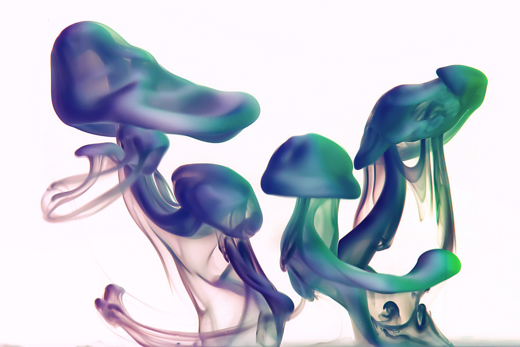 Milch-07 | In diesem Shop werden vorwiegend künstlerisch hochstehende Aufnahmen aus dem Bereich der Naturfotografie zum Verkauf angeboten. - In this store mainly artistic high quality shots from the field of nature photography are offered for sale. - Realisiert mit Pictrs.com