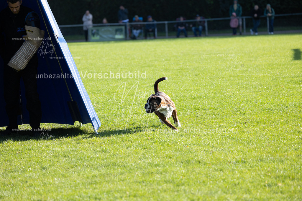 _16A5082 | Einzigartige Fotos von Hunden & Menschen –Actionfotos, Portraits, Vereinsaufnahmen & Paarshootings – authentisch, lebendig & mit Herz.