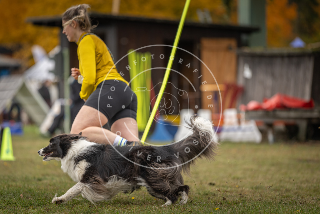 Pfotenfotografie_DV3A6699 | Hundefotografie, Tierfotograf, Pfotenfotografie, Fotoshooting Hund, Hunde Portrait, Hundesport, Hundeportraits, Heideshooting, Hunde, Sportfotograf, Hundefotograf, Turnierhundsport, THS,  - Realisiert mit Pictrs.com