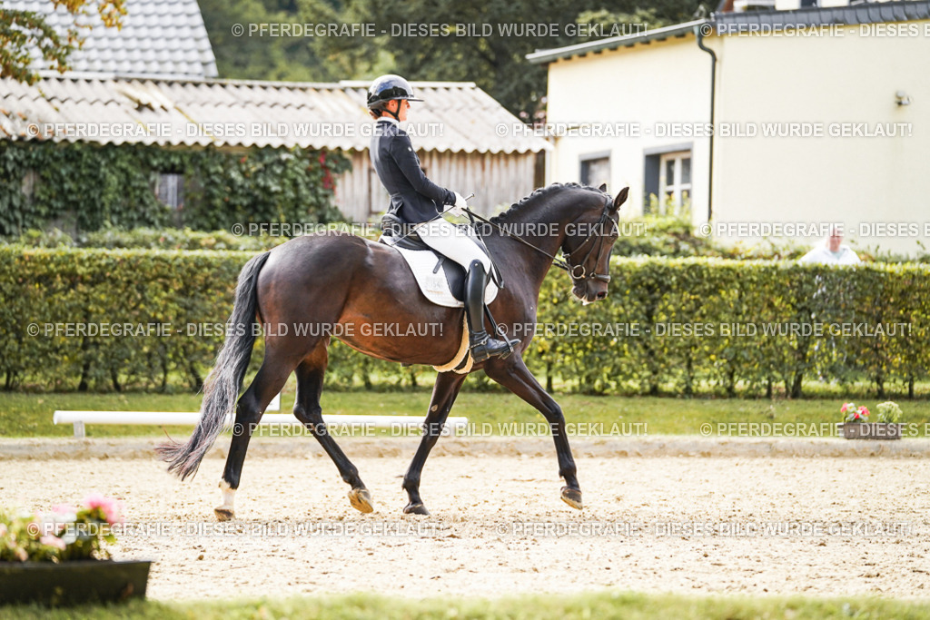 DSC00918 | Pferdegrafie