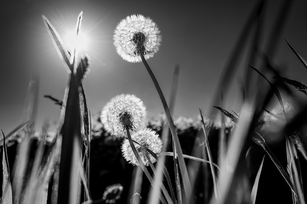 2024_05_08_QUICKBORN-HIMMELMOOR_MCP8494 sw | Hochwertig gedruckte Fotografien für die Wand, als Kalender und zum Verschenken. Hamburg & Norddeutschland und überall wo ich mit der Kamera unterwegs war.