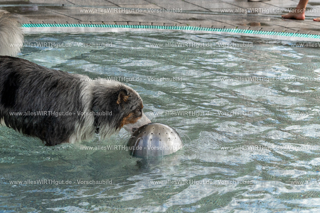 Hundeschwimmen_Volksbad_2026-allesWIRTHgut_Tierfotografie-2609061511-FAY07128 | Professionelle Tierfotografie in Mönchengladbach von Daniel Wirth (allesWIRTHgut). Liebevolle & natürliche Bilder von Hunden & Katzen für unvergessliche Erinnerungen.