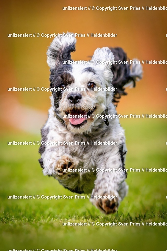 Sven Pries | 2024-09-22 - Hunderennen Baden-BadenPudelverein - Realisiert mit Pictrs.com