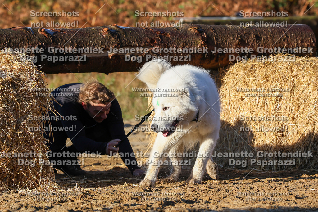 Dog Paparazzi - Strongdog 10-25-1024 | Dog Paparazzi Jeanette Grottendiek Fotografie & Videografie - Realisiert mit Pictrs.com