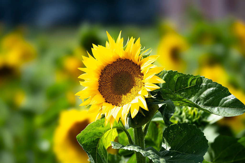 Sonnenblume im Porträt | Eine einzelne Sonnenblume hebt sich scharf fokussiert vor dem unscharfen Hintergrund eines dichten Sonnenblumenfeldes ab. Deutlich erkennbar sind die spiralförmig angeordneten Röhrenblüten im dunklen Blütenkorb sowie die kräftigen, leicht gezackten Blütenblätter. Große, sattgrüne Blätter umrahmen den Stiel und zeigen die typische Wuchsform der Pflanze im Sommer. - Realisiert mit Pictrs.com