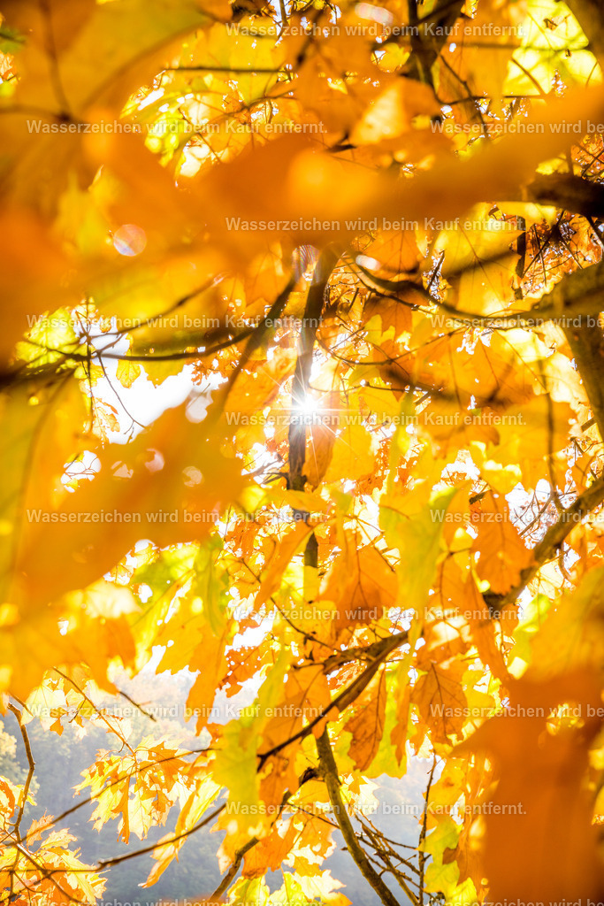 Goldenes Heilungslicht | Ein Strahl der Liebe durchfährt dich im goldenen Licht. Ein strahlt der Liebe, der dich ankommen läßt in deinem Sein. Ein Strahl der Liebe, der auch fern hält und dich einhüllt in Geborgenheit. Lasse es endlich zu, das zu fühlen. Es ist auch in dir, doch dieses Bild öffnet die Tür zu deinem Herzen und schützt dich mit dem goldenen Strahl.