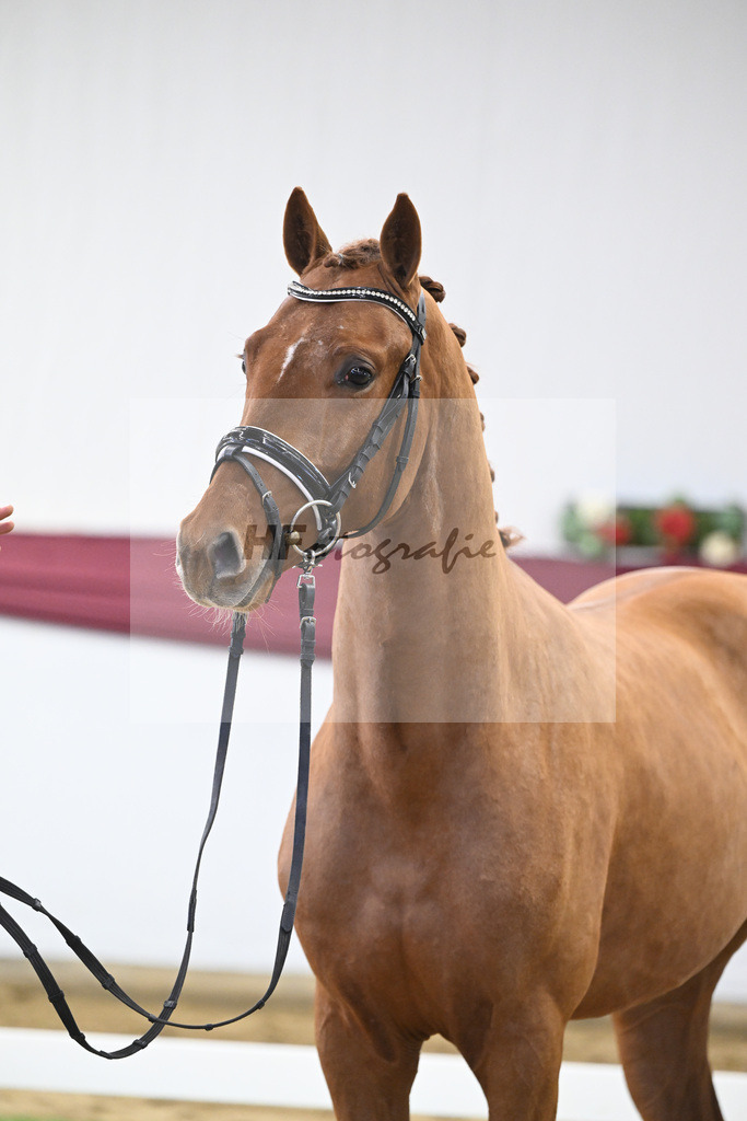 Kat-Nr. 19 My Blue Hors Santiano x Franklin_Denise Meier_47250520 | hf-fotografie - Realisiert mit Pictrs.com