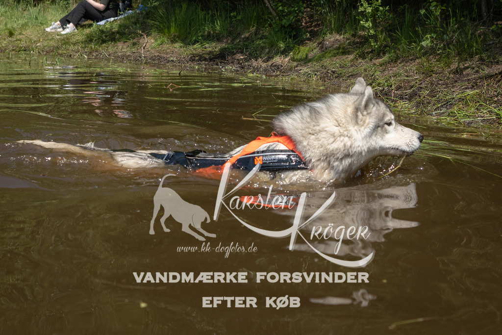 1342DKK994669 | kk-dogfotos