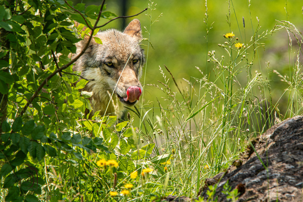 Tierpark Arth-Goldau-9217-Verbessert-RR | Holzisphotography, Landschaftsfotografie, Wildlifefotogorafie - Realisiert mit Pictrs.com