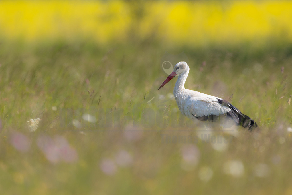 R6NF8929_20240512 | Der Weißstorch ist einer der bekanntesten und am besten erforschten Vögel hierzulande. Weltweit hat er eine hohe Symbolkraft, gilt unter anderem als Glücksbote und überbringt in der deutschen Folklore sogar Babys. Er brütet in offenen Kulturlandschaften und baut sein Nest häufig auf Schornsteinen, Dächern oder Kirchtürmen. Häufig sieht man ihn im ruhigen Segelflug hoch am Himmel kreisen. Im Winter zieht er nach Afrika. - Realisiert mit Pictrs.com