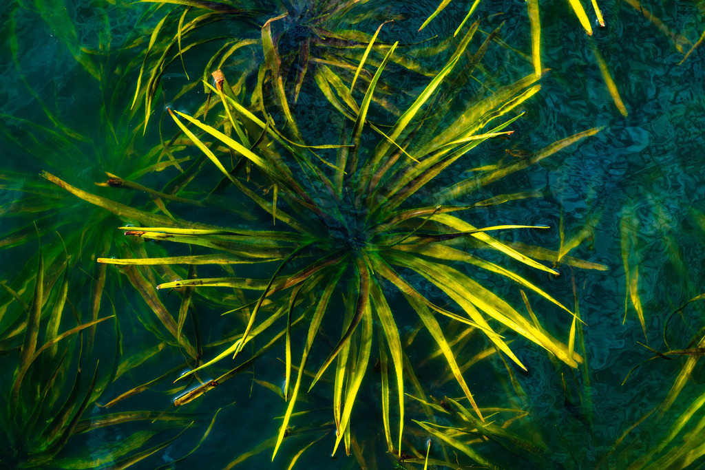 2025_09_20_SH-HEMMELSDORFER SEE+SCHARBEUTZ_MCP2737 | Hochwertig gedruckte Fotografien für die Wand, als Kalender und zum Verschenken. Hamburg & Norddeutschland und überall wo ich mit der Kamera unterwegs war.