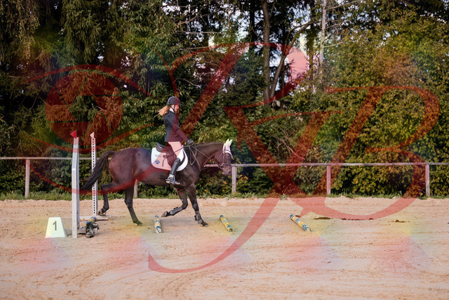 2026_10_03_Siefer-Hof_145846_Z81_40306107 | Professionelle Reitsport-, Turnier- und Eventfotografie von Robert Broda. Galerien mit ausgewählten und bearbeiteten Bildern direkt online ansehen und bestellen.