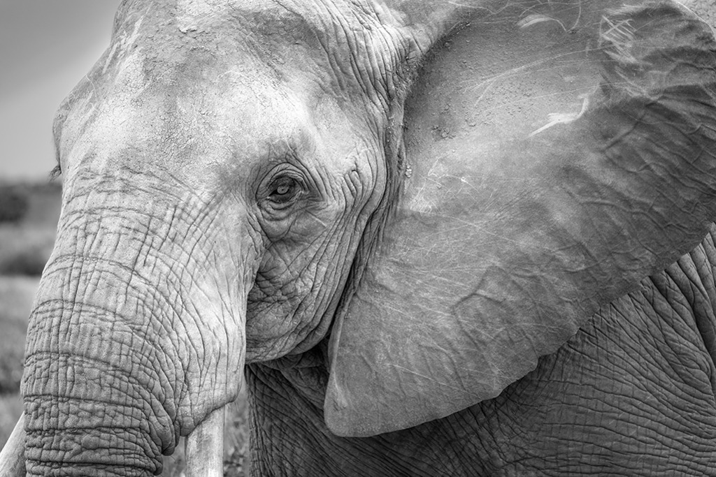 Afrikanischer Elefant (Schwarz-Weiß) | Kenia | Premium-Wandbild von justsomewhere.com: Eine kontrastreiche Schwarz-Weiß-Nahaufnahme des Gesichts eines afrikanischen Elefanten in Kenia, die die Textur der Haut betont. - Realisiert mit Pictrs.com