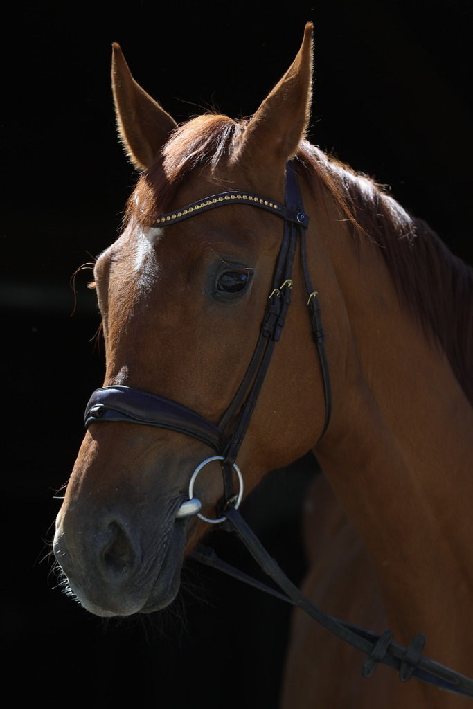 0P6A8937 | Willkommen bei Brunnmayr - Design & Fotografie – Ihrem Spezialisten für Reitturniere und Pferdeveranstaltungen in Oberösterreich, Salzburg und Bayern! Seit über 17 Jahren sind wir leidenschaftlich dabei.