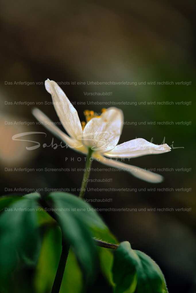 Wandbild Buschwindröschen | People- und Tierfotografie, Imageaufnahmen, Veranstaltungsfotografie und Wandbilder aus der Natur ★ Made in Germany ✔️ Druck + Downloads ✔️ Naturfotografie in Top Qualität ★ schneller Versand, weltweite Lieferung! - Realisiert mit Pictrs.com