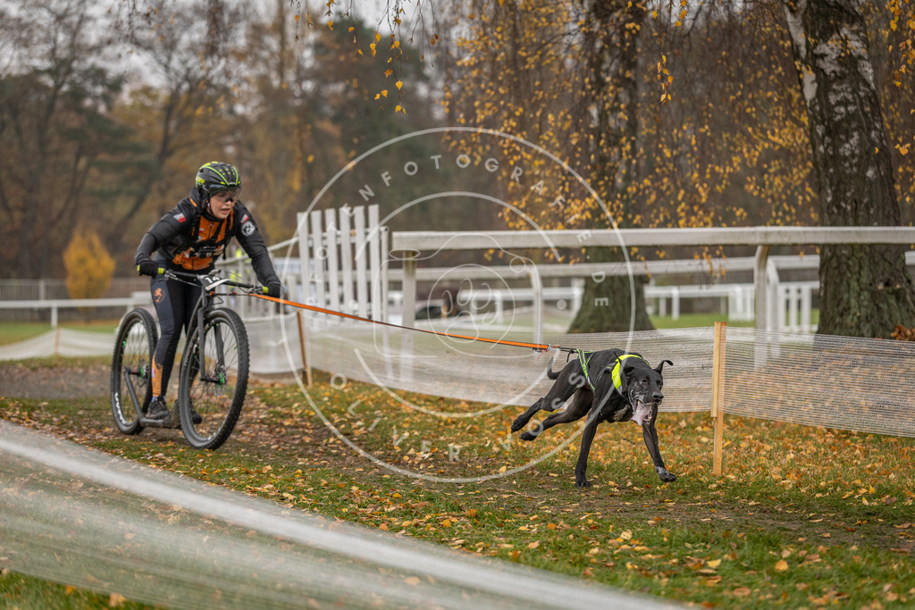 CaniXpix_DV3A8292 | Hundefotografie, Tierfotograf, Pfotenfotografie, Fotoshooting Hund, Hunde Portrait, Hundesport, Hundeportraits, Heideshooting, Hunde, Sportfotograf, Hundefotograf, Turnierhundsport, THS,  - Realisiert mit Pictrs.com
