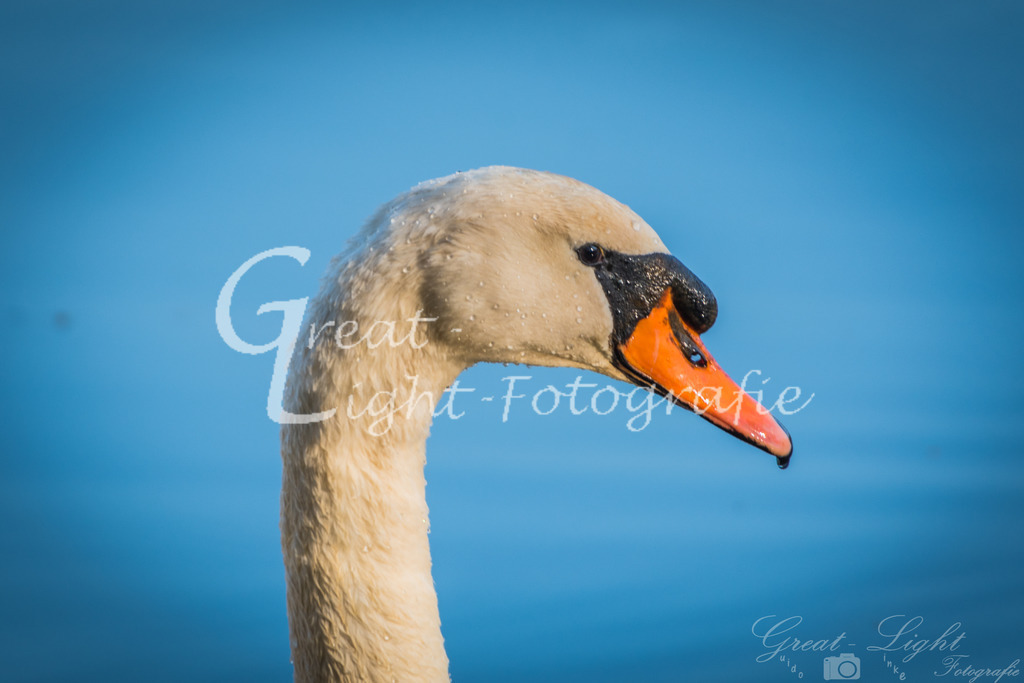 DSC_8748 | Great-Light Fotografie - Realisiert mit Pictrs.com