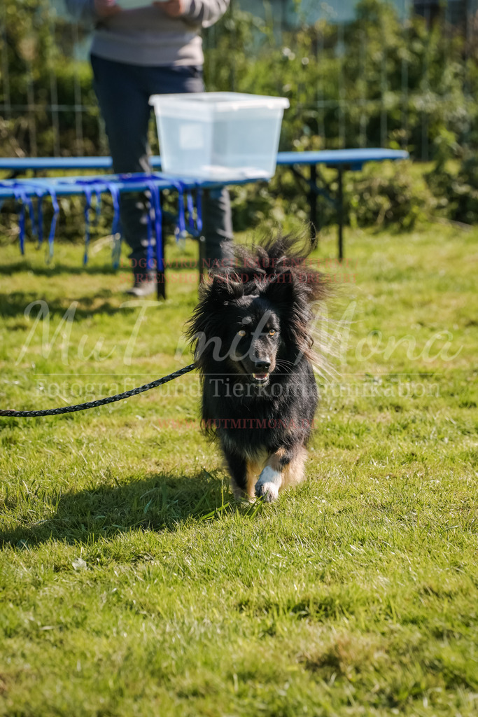 20250928_Hunderennen-742 | MuT (Mensch und Tier) mit Mona - Fotografie und Tierkommunikation - Realisiert mit Pictrs.com