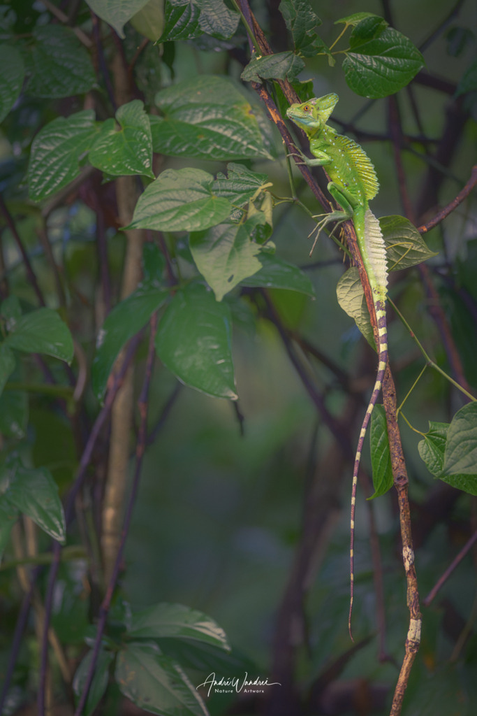 Meister der Tarnung | Andre Wandrei - Nature Artworx - Realisiert mit Pictrs.com