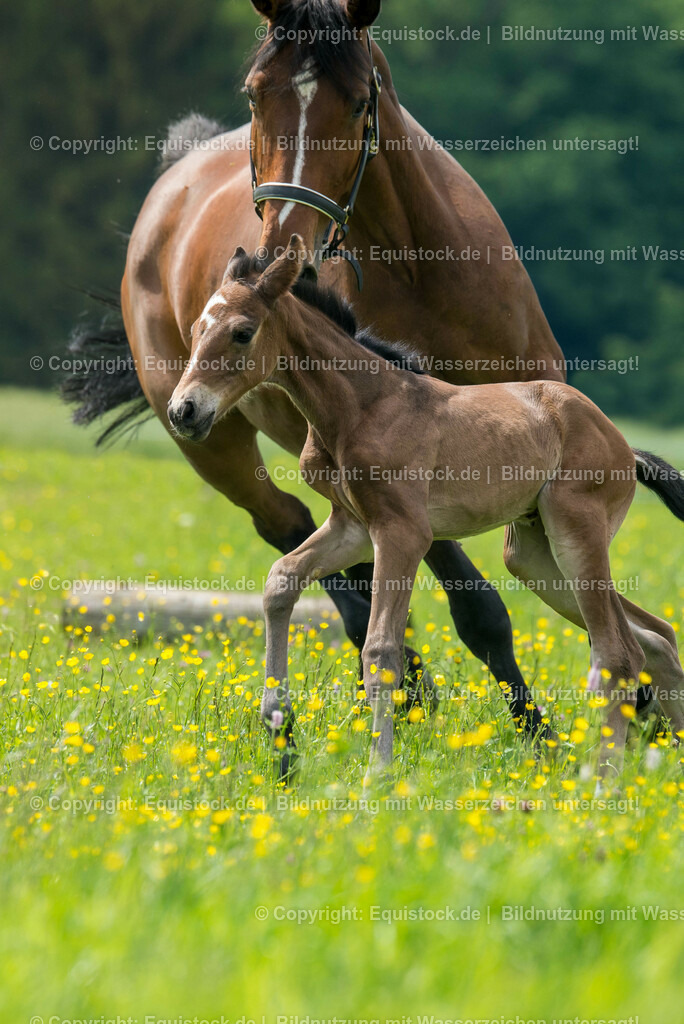 20150529_Fohlen_0036 | equistock
